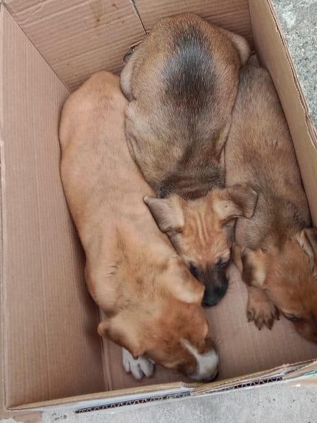 Cachorros en adopción en Pereira 