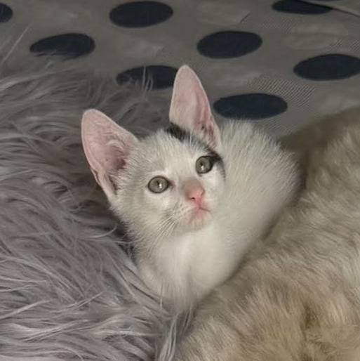 Gatas para adopción en Pereira 