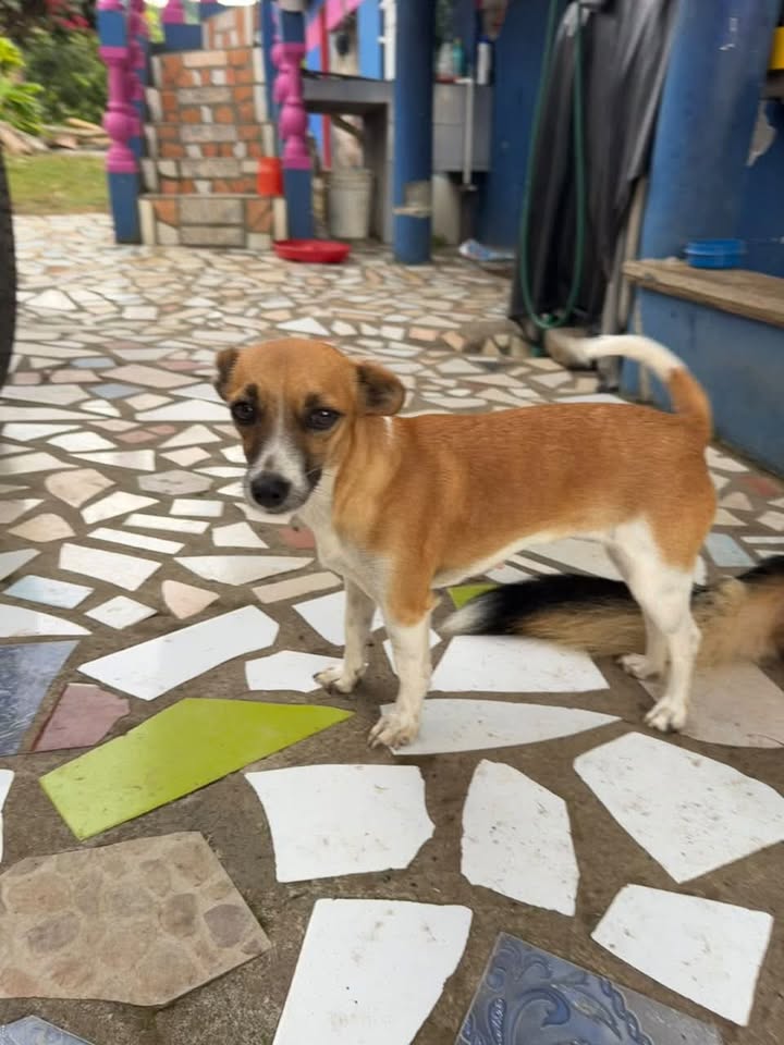 Perrita en Adopción - Sevilla, Valle 