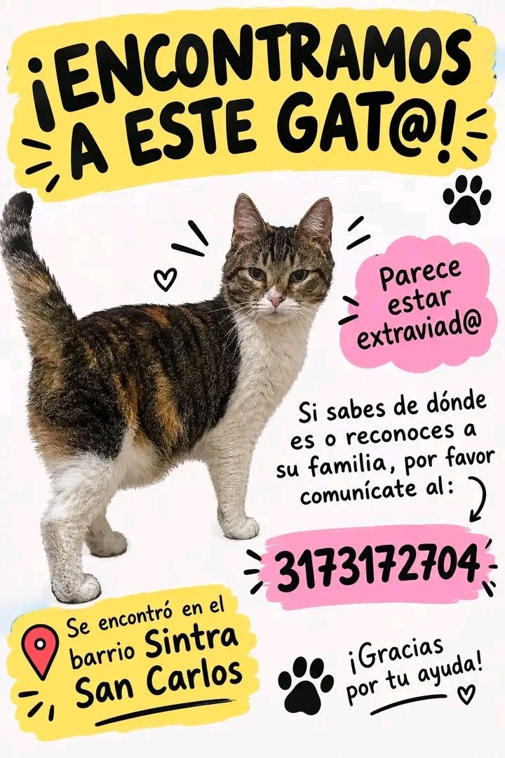Gato encontrado en Tuluá, Valle 