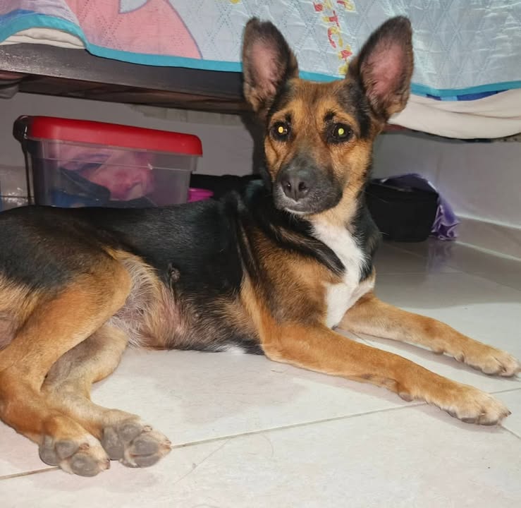 Perrita encontrada en el sector de Villa del Carmen y PortoAlegre en Cuba 