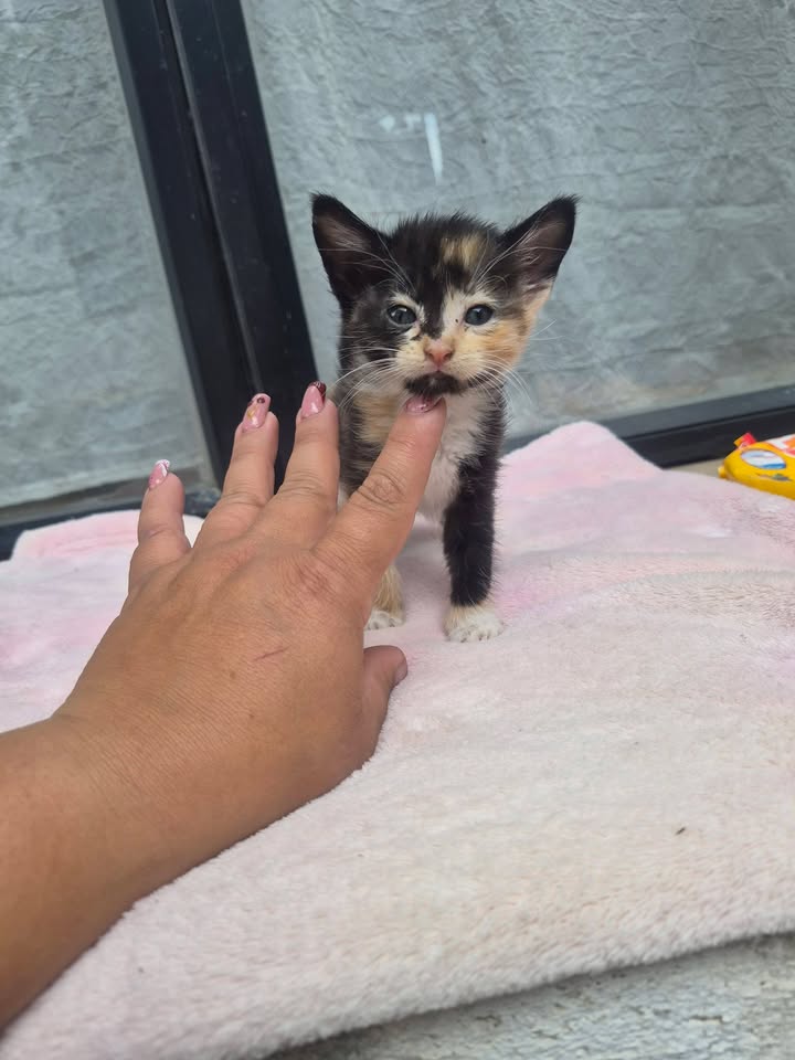 Gatito en adopción en Bogotá 