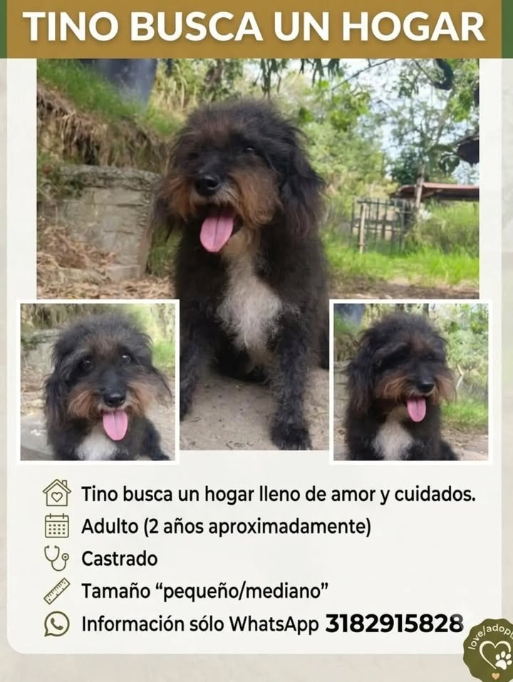 Tino busca un hogar en Pereira 
