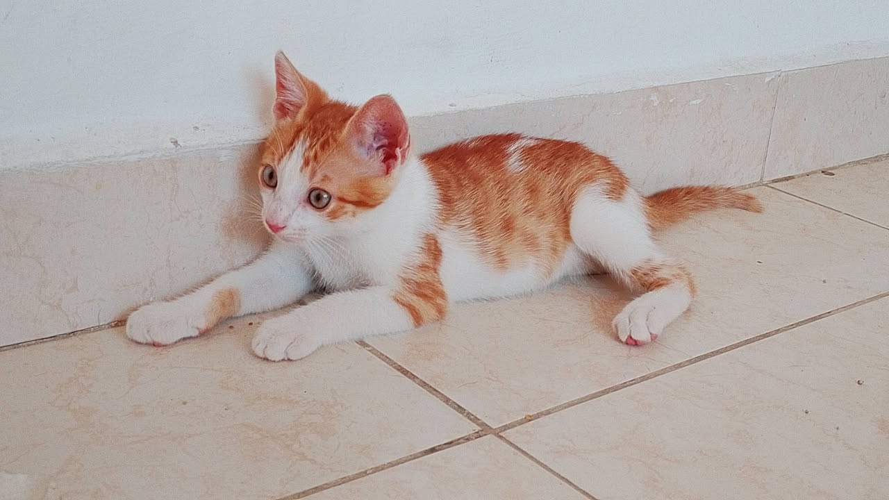 4 Gatitos tiernos en adopción en Tuluá, Valle 
