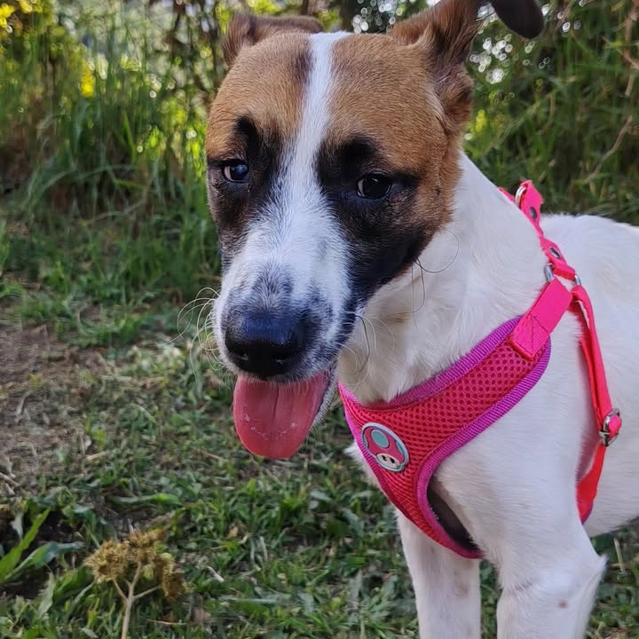 Se busca perro negro en Manizales, Caldas 
