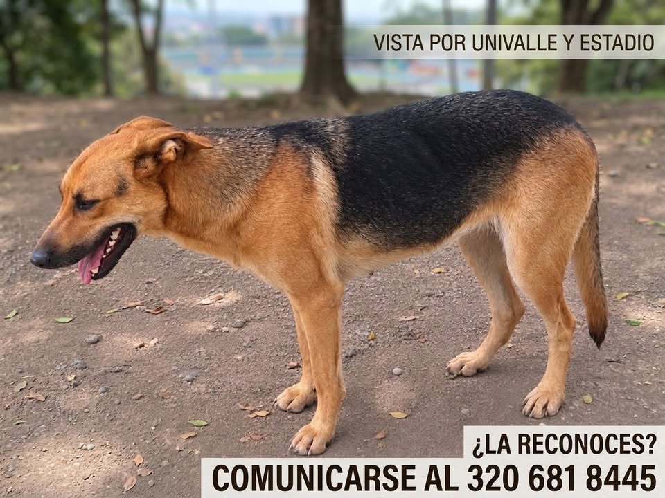 Perro perdido en Tuluá, Valle del Cauca 
