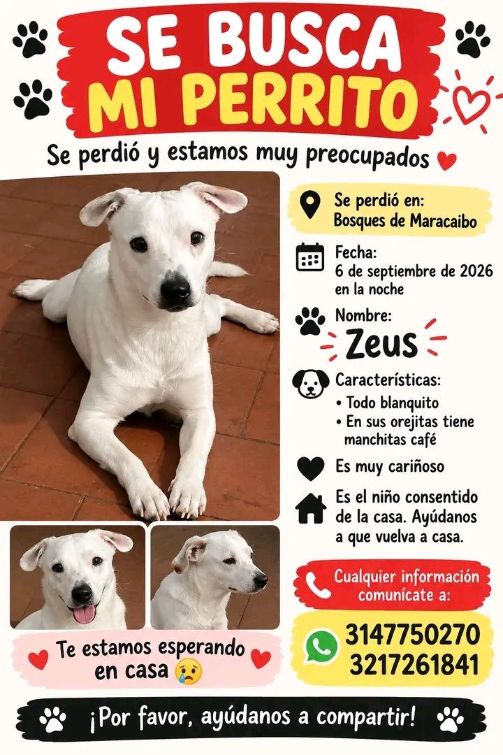 Perro perdido en Tuluá 