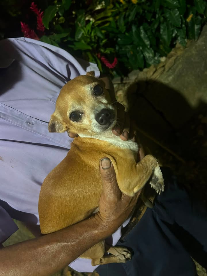Perro perdido en Bachue, Acacías, Meta 