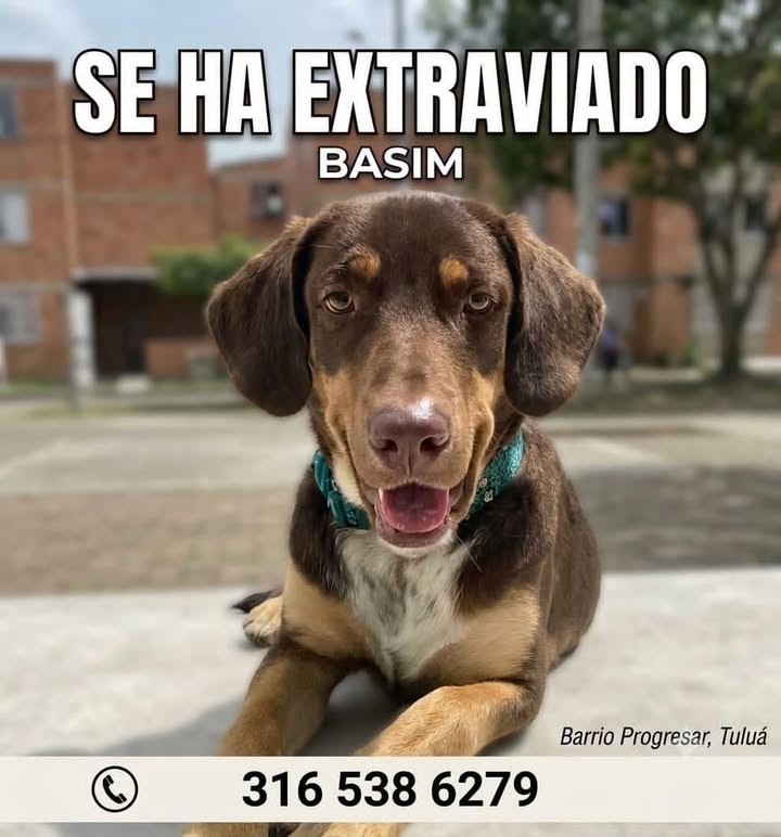 Perro perdido en Tuluá, Valle del Cauca - BASIM 