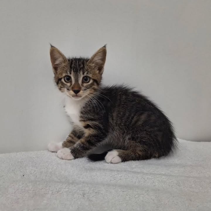 Lindo gatito en busca de un hogar responsable en Pereira 