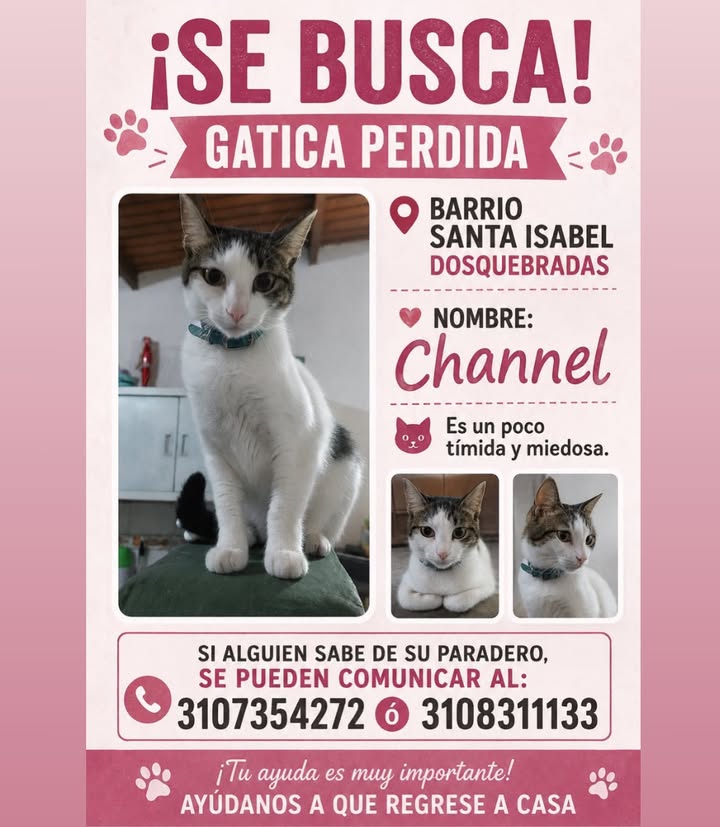 Gatica perdida en Pereira 