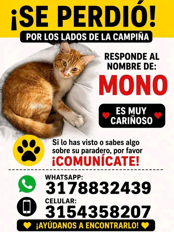 Gato perdido en Tuluá, Valle - Busca a Mono 