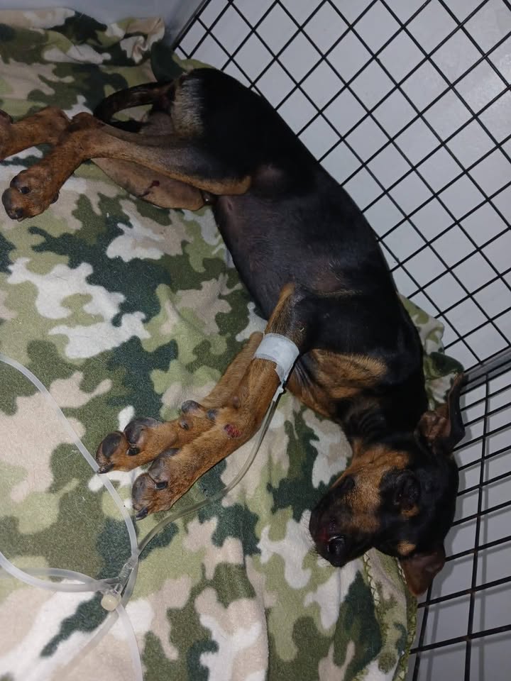 Perro encontrado accidentado en Amagá, Antioquia 