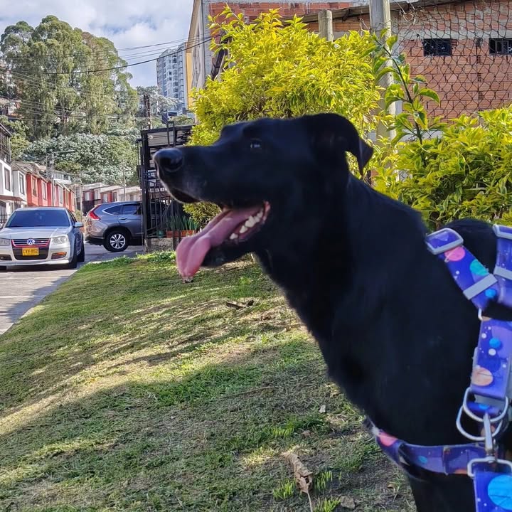 Se busca perro negro en Manizales, Caldas 