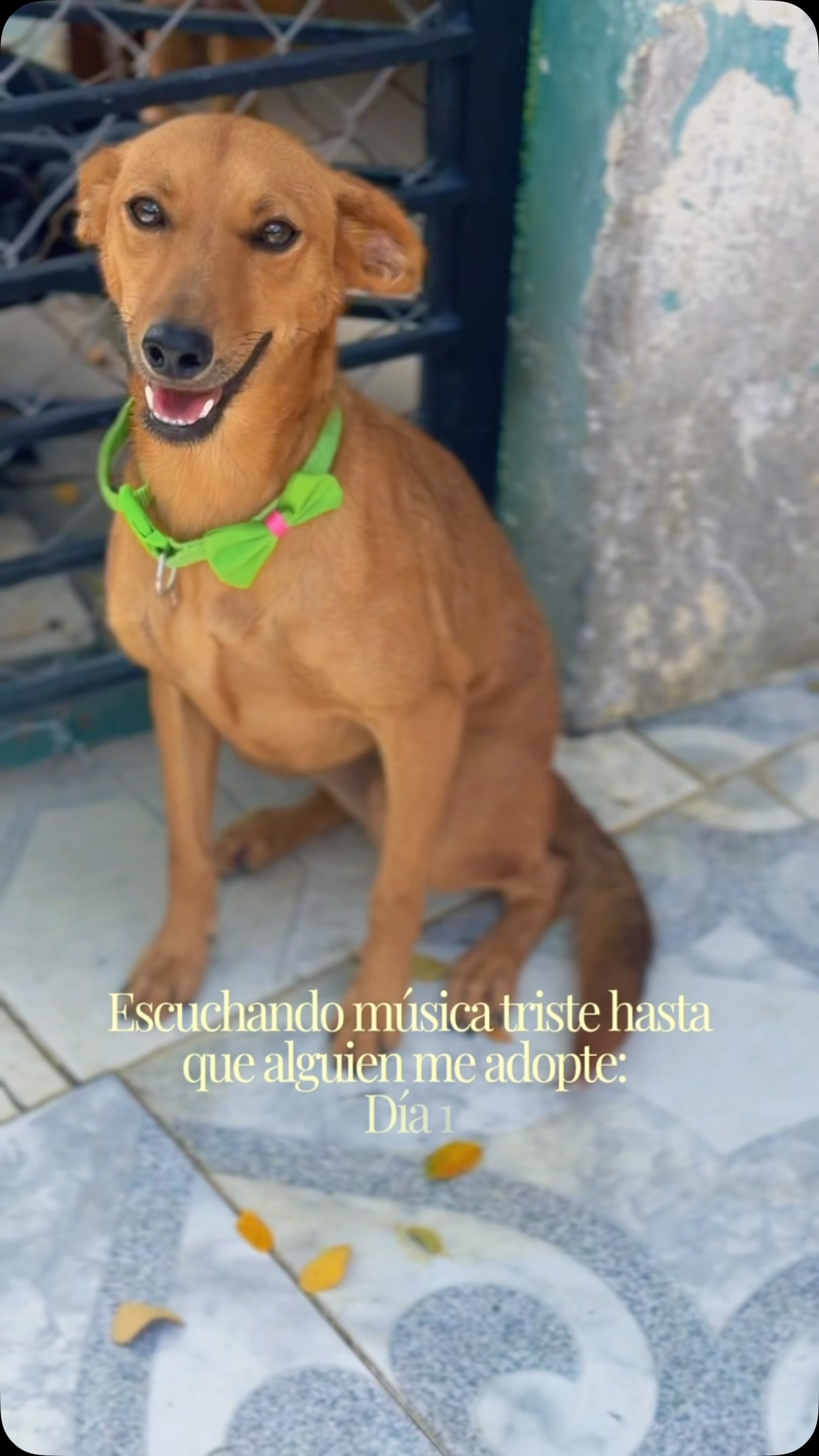 Adopta a Ratona, perrita juguetona en Cartago, Valle 