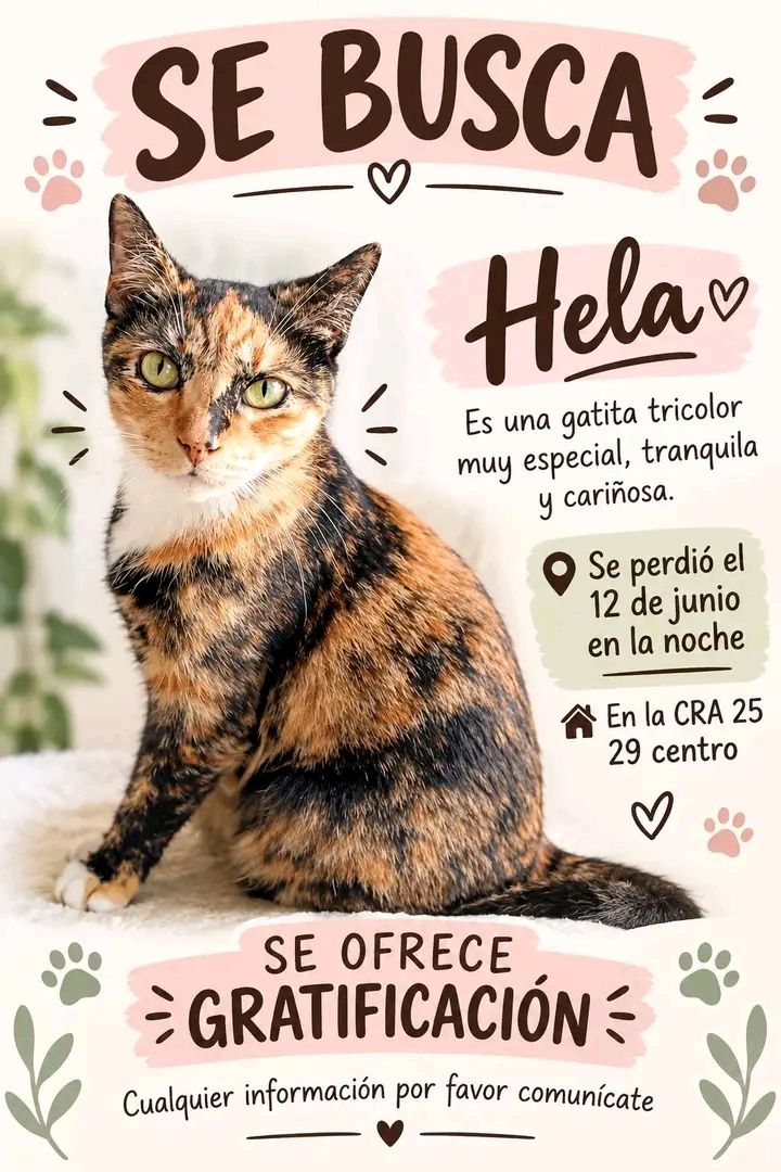 Gatita tricolor perdida en Tuluá 