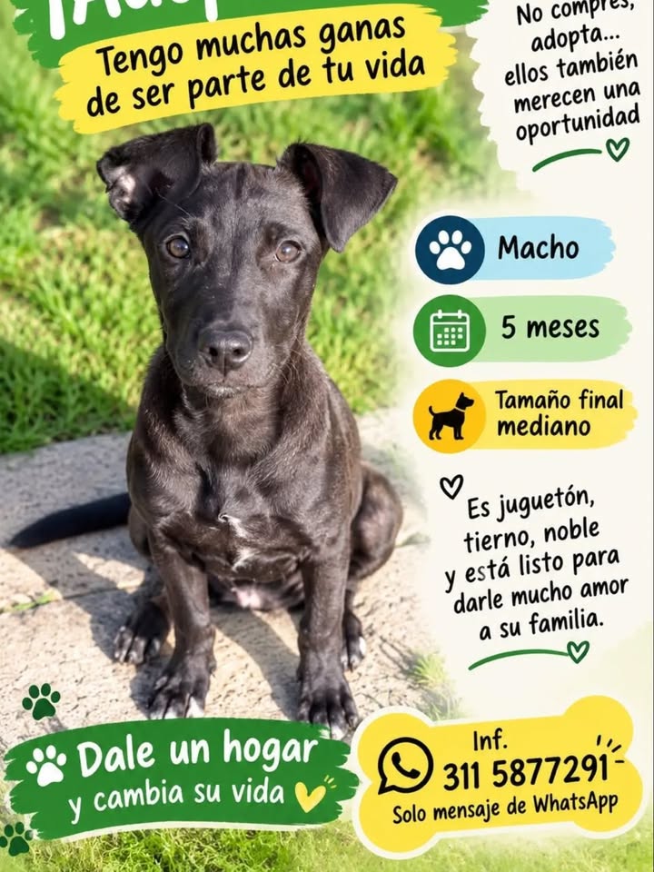 Cachorro mestizo en busca de un hogar amoroso 