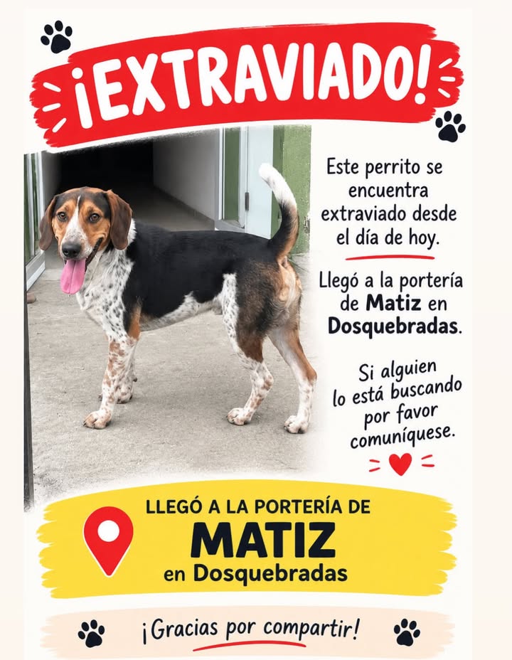 Perro Extraviado en Dosquebradas Risaralda 