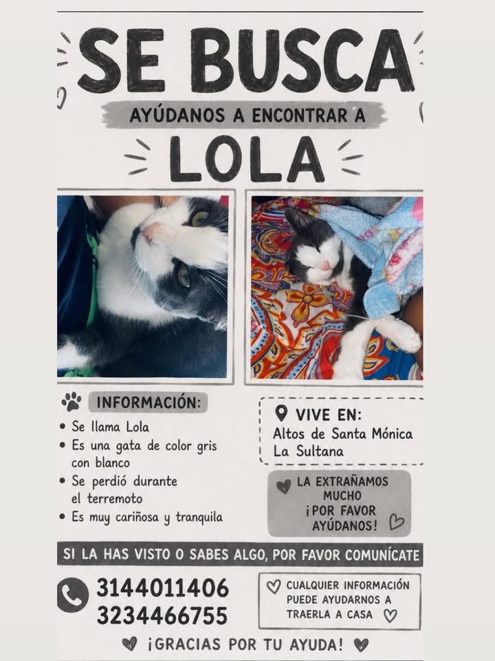 Se busca a Lola, gato de color gris con blanco 