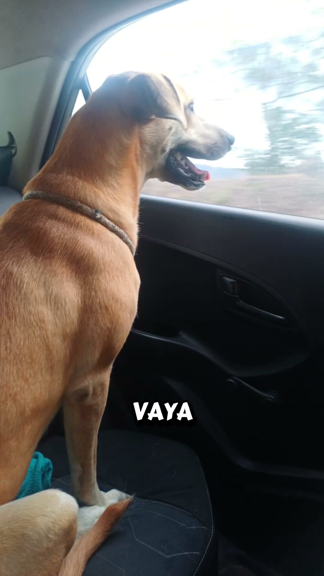 Buscamos padrinos y madrinas para Miel 