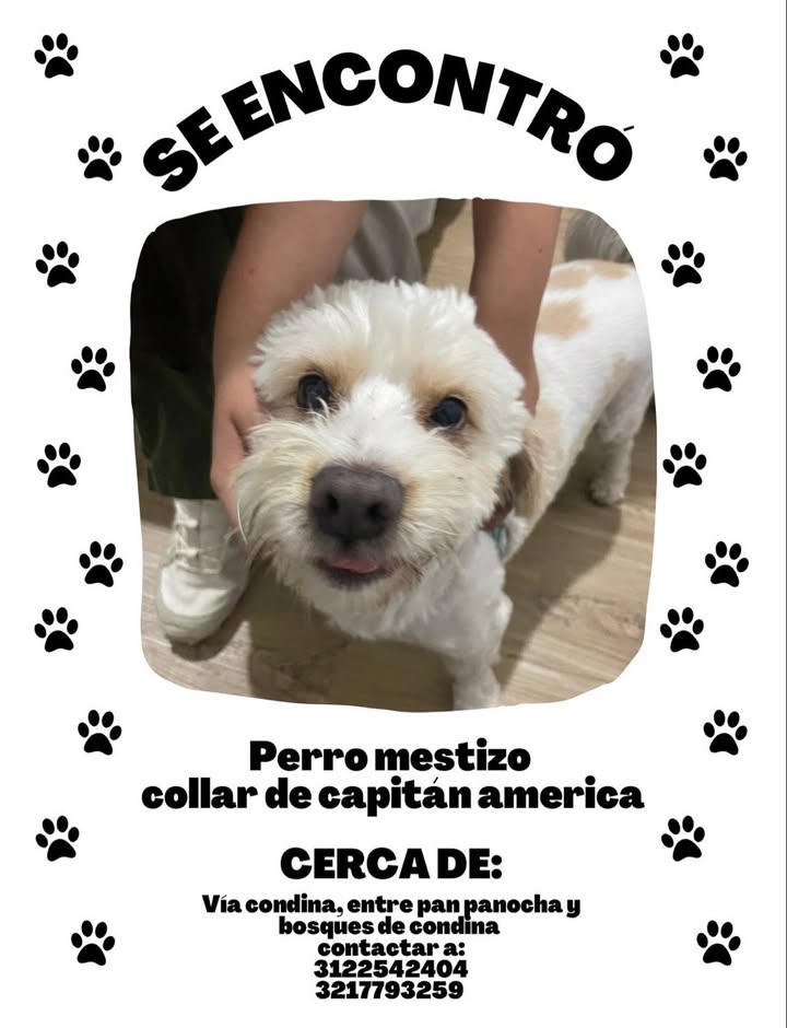 Se encontró perro mestizo con collar de capitán américa en Pereira 