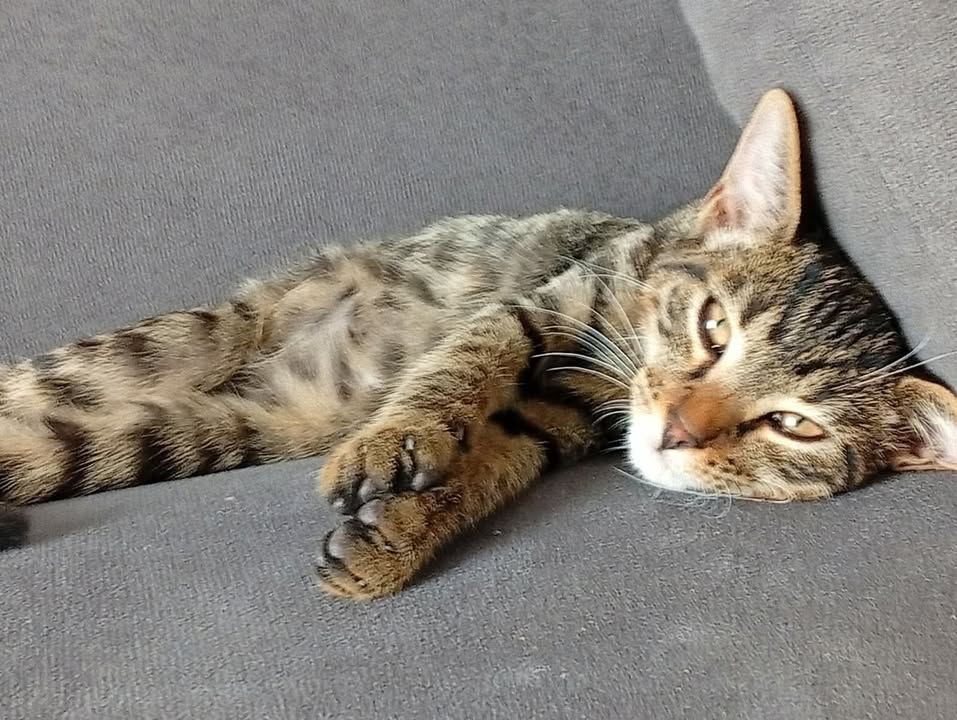 Gatico en adopción en Tuluá busca un hogar responsable 