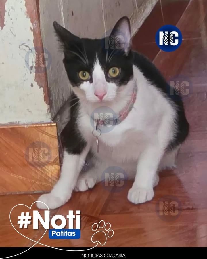 Gata Gaia se perdió en Circasia, Quindío 