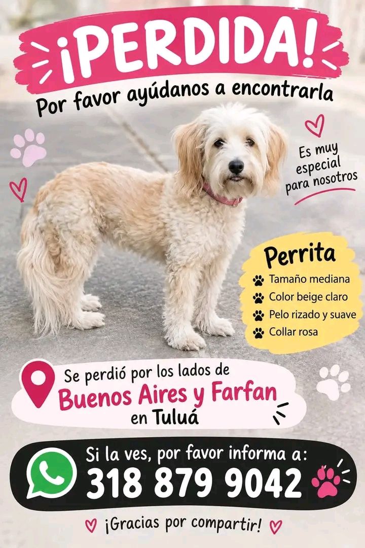 Perrita perdida en el barrio Buenos Aires y Farfán en Tuluá 
