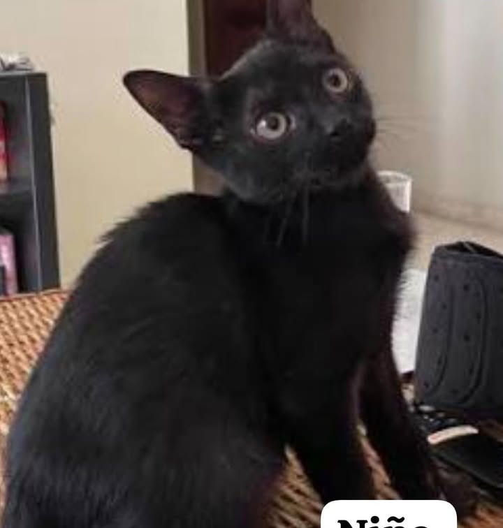 Gatitos en adopción responsable 