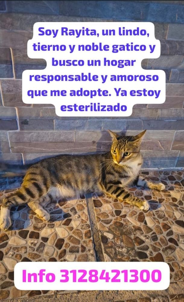 Gatico Rayita busca hogar en Tuluá 