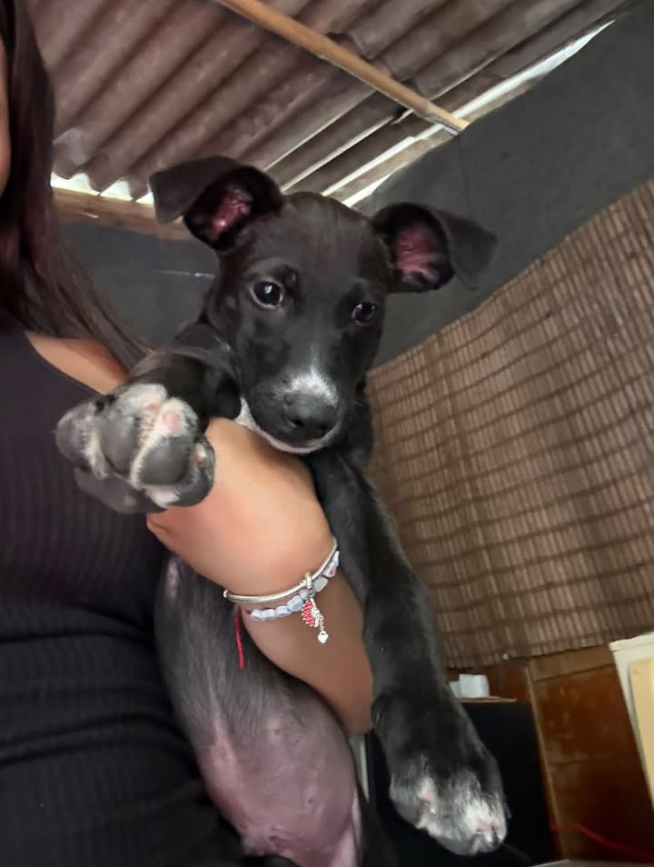Adoptar cachorro mestizo de 3 meses en Pereira, Risaralda 