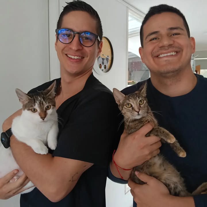 Adopción de gatitos Pomelo y Hortensia en Bogotá 