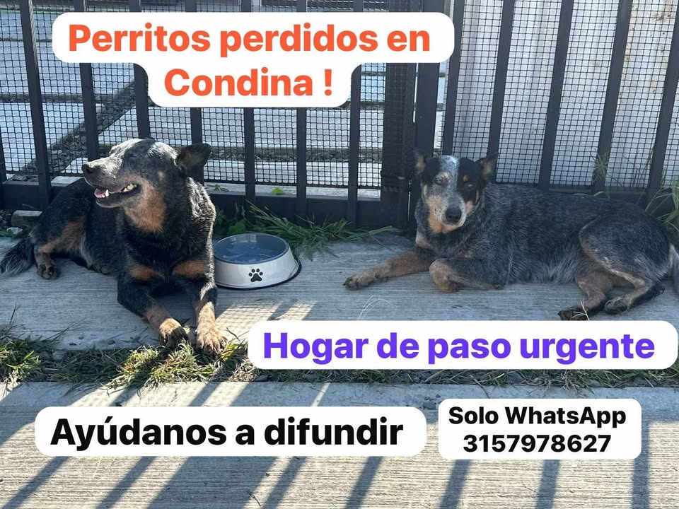 Perritos perdidos en Condina, Pereira, Risaralda, Colombia 