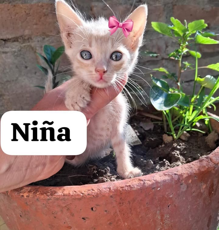 Gatitos en adopción responsable 