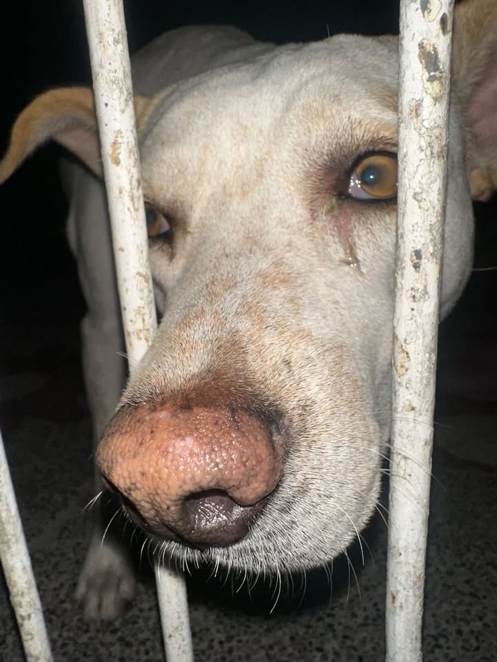 Perra perdida con tatuaje en la oreja esterilizada busca familia en Pereira 