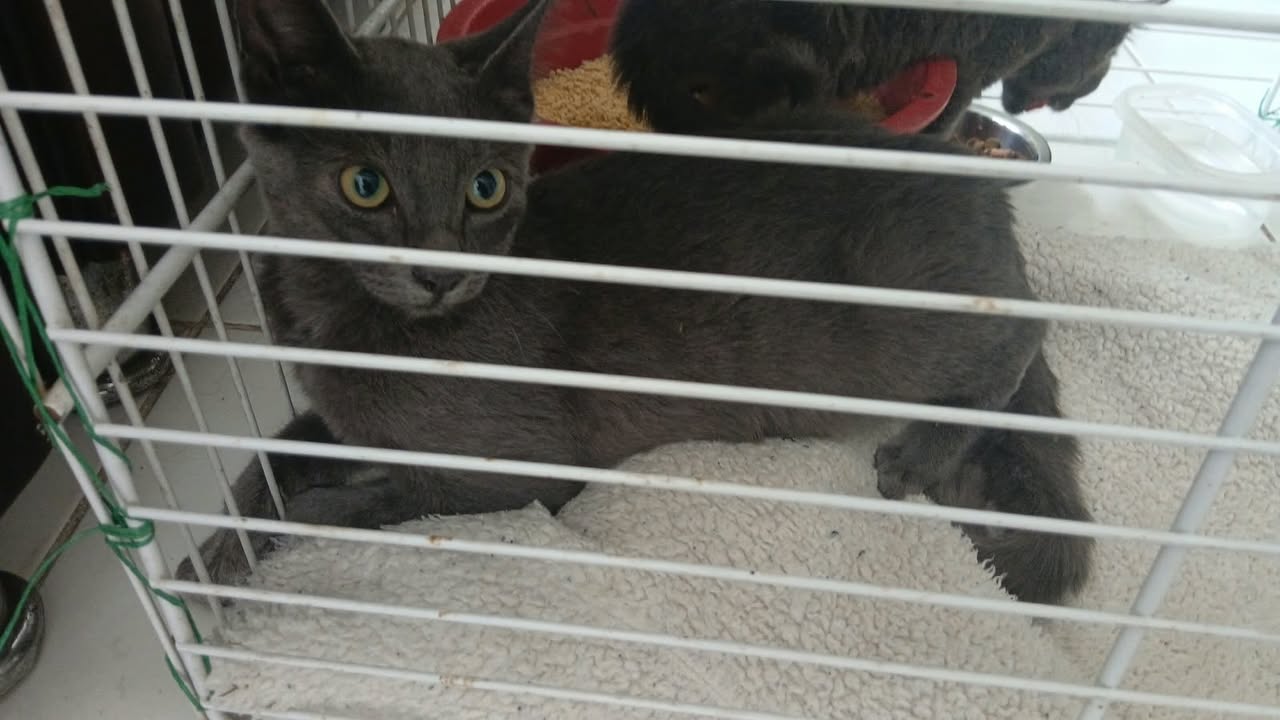 Gato en adopción en Pereira 