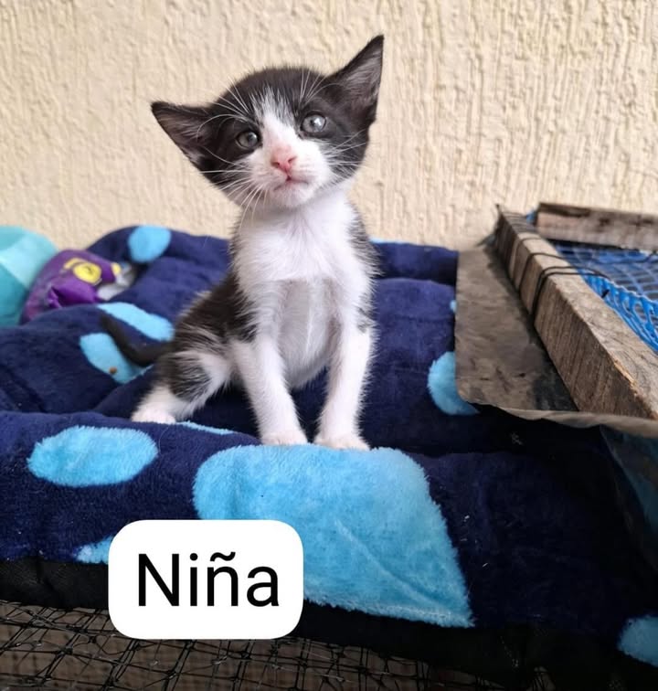 Gatitos en adopción responsable 