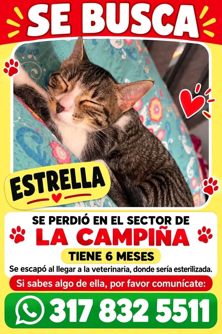 Gata Estrella perdida en La Campiña, Tuluá 