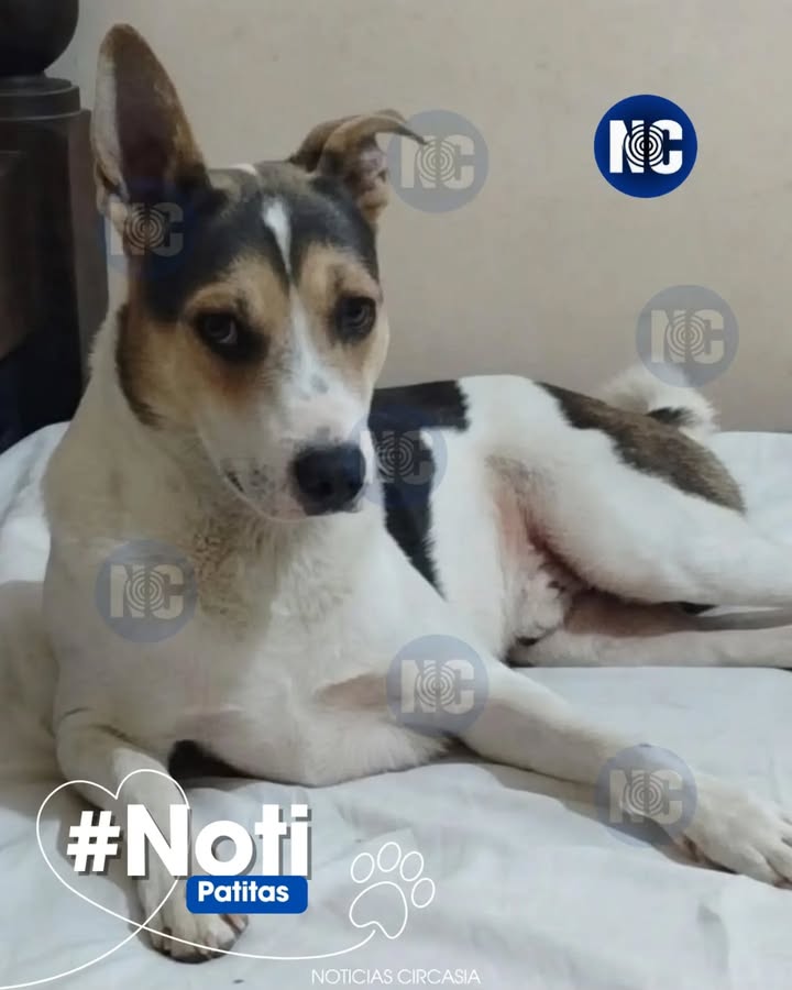 Perrito extraviado en Circasia, Quindío - Ayúdanos a encontrarlo 