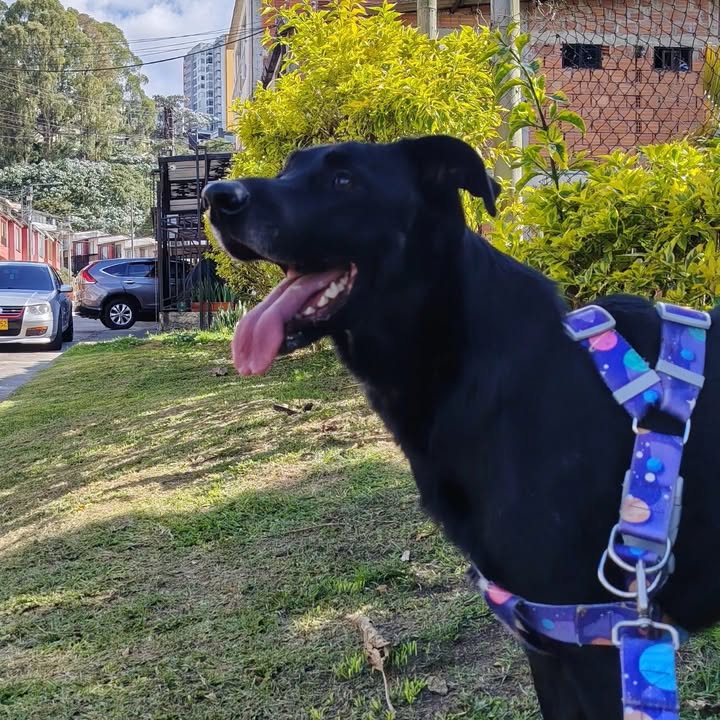 Se busca perro negro en Manizales, Caldas 