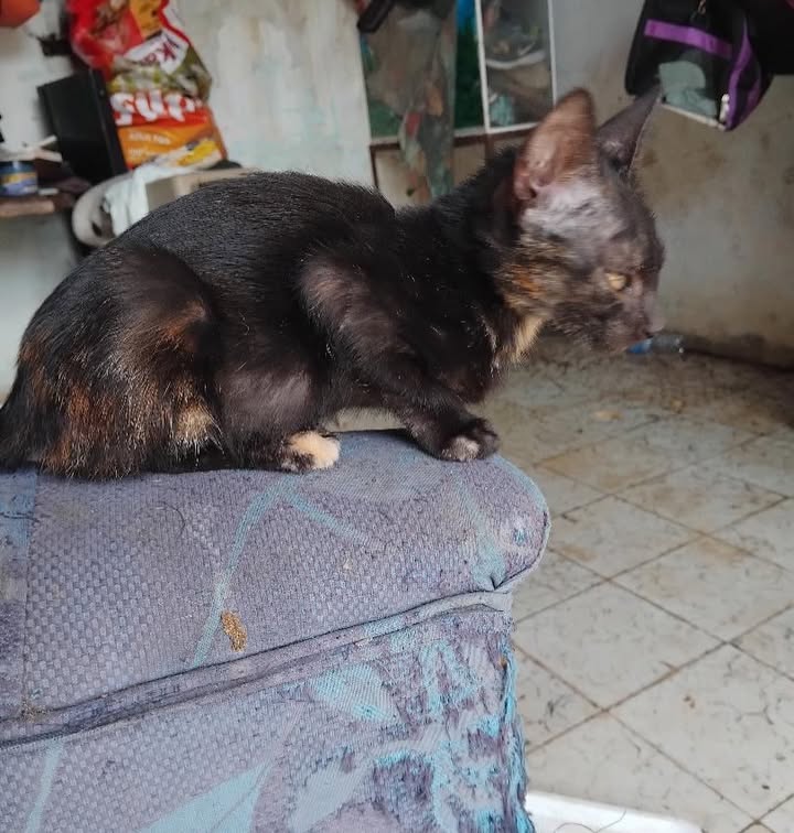 Gatitos en adopción responsable 