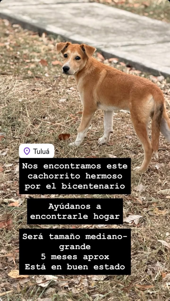 Perrito encontrado en Tuluá, Valle 