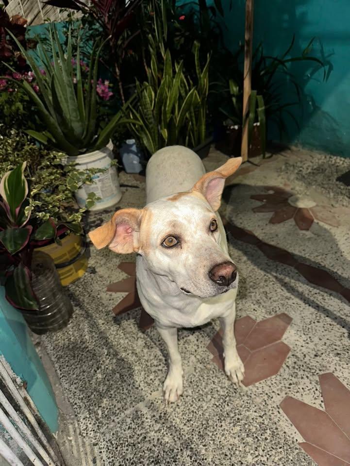 Perra perdida con tatuaje en la oreja esterilizada busca familia en Pereira 