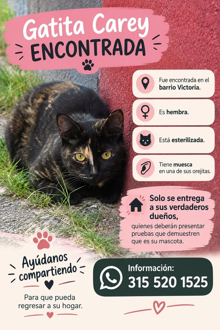 Gatita Carey encontrada en el barrio Victoria de Tuluá 