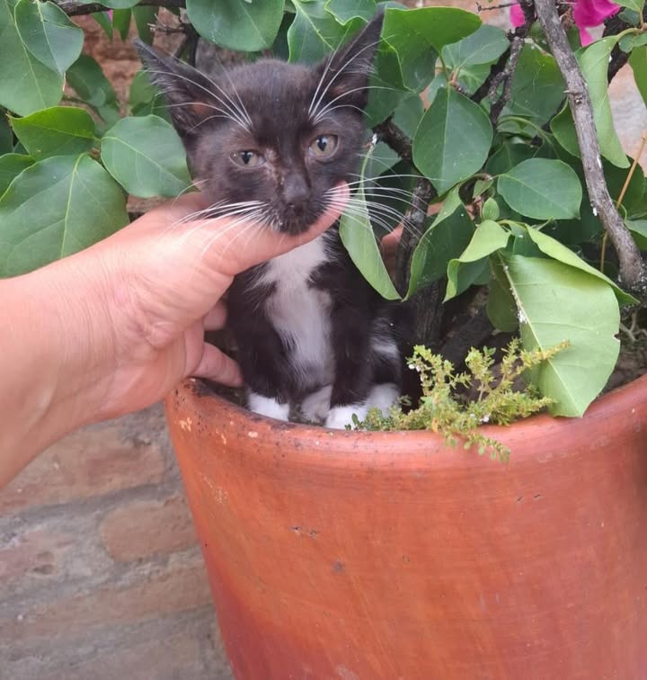 Gatitos en adopción responsable 