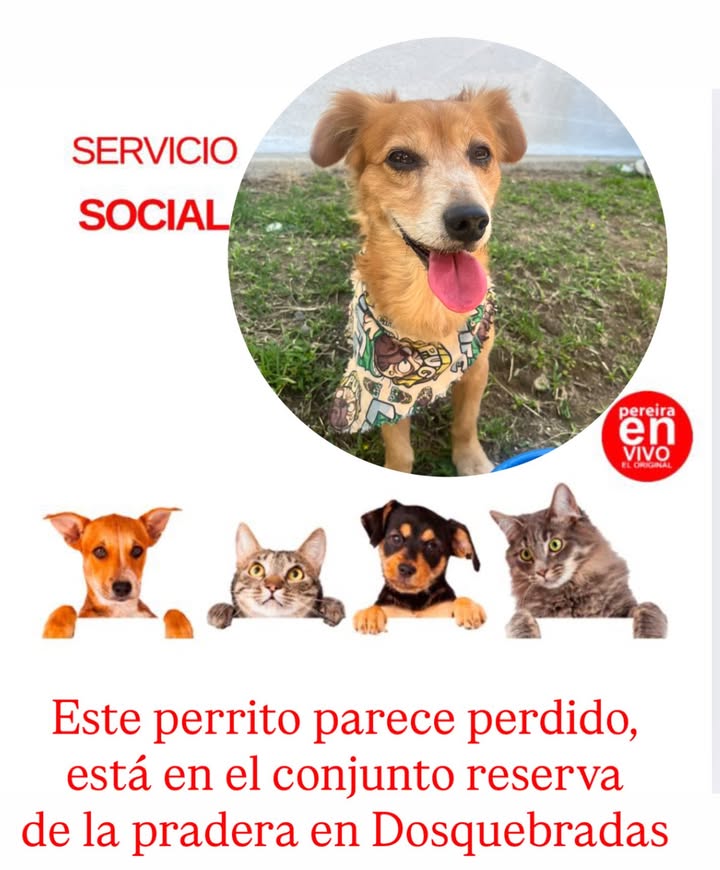 Perro perdido en Dosquebradas, Risaralda 