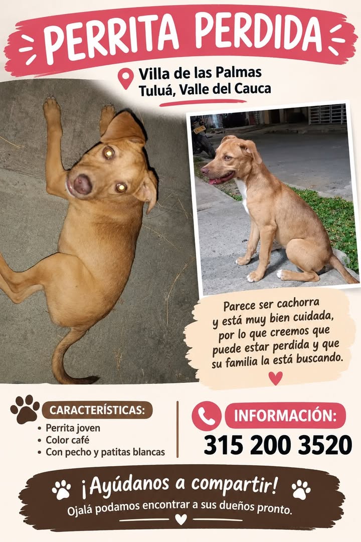 Perrita Perdida en Tuluá, Valle 