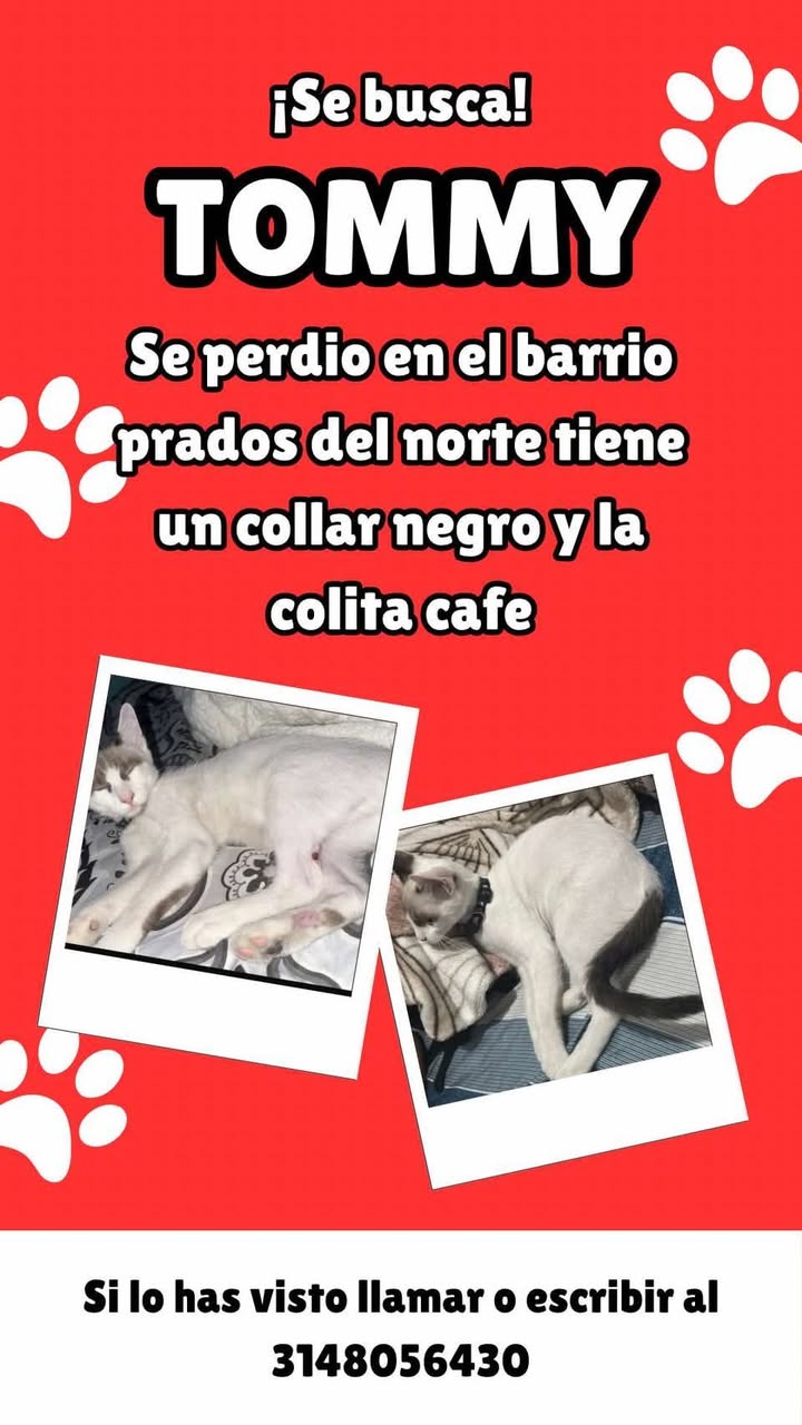Perro Tommy perdido en Tuluá 