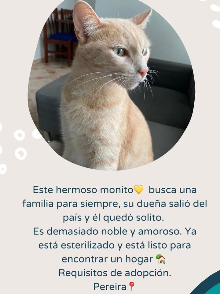 Adopción Gatitos Hermanitos en Pereira 