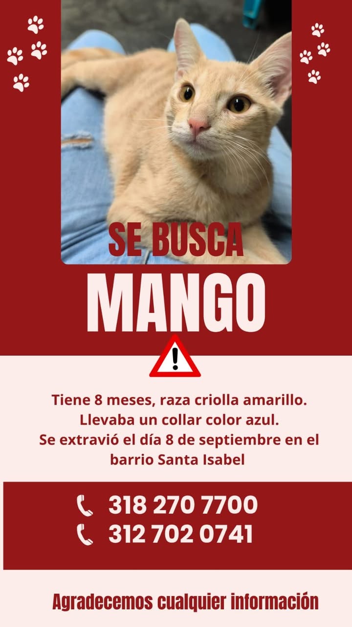 Gato Mango perdido en Tuluá 